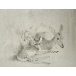 Edward Julius Detmold (1883-1957) British. Deer, Etching, Unframed 11.75" x 15.75" (29.7 x 40cm)
