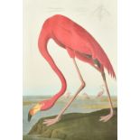 After John James Audubon (1785-1851) American. "American Flamingo, Phoenicopterus Ruber, Old