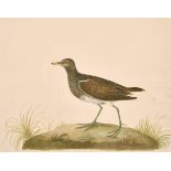 19th Century English School. A Corn Crake, Watercolour, 10.5" x 13" (26.5 x 33cm), together with