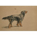 Thomas Blinks (1860-1912) British. Study of a Setter, Chalk, Unframed 9" x 14" (22.8 x 35.5cm) and
