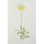 Elizabeth Violet Blackadder (1931-2021) British. "Fritillaria Imperialis" 'Lutea Maxima', Etching,