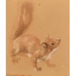 Early 20th Century English School. Study of a Red Squirrel, Chalk, Indistinctly Signed and