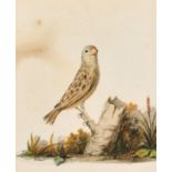 19th Century English School. A Bird on a Branch, Watercolour, 8.5" x 6.75" (21.6 x 17.1cm) and a