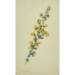 19th Century English School. "Cytisus", Watercolour, Inscribed and Dated 7th.3.Mo.1867, 9" x 5.