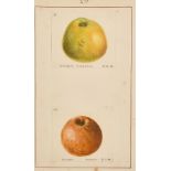 19th Century English School. "Golden Harvey" and "Golden Russet", Watercolour, Inscribed and