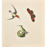 Early 19th Century English School. "Humming Birds from Carolina", Watercolour, Inscribed, Unframed