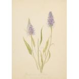 19th Century English School. "Phyteuma Spicata, Canaro", Watercolour, Inscribed and Dated 30th.4.
