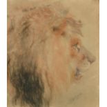 William Huggins (1820-1884) British. Study of a Lion's Head, Pencil and Chalk, Signed, 9.75" x 8.