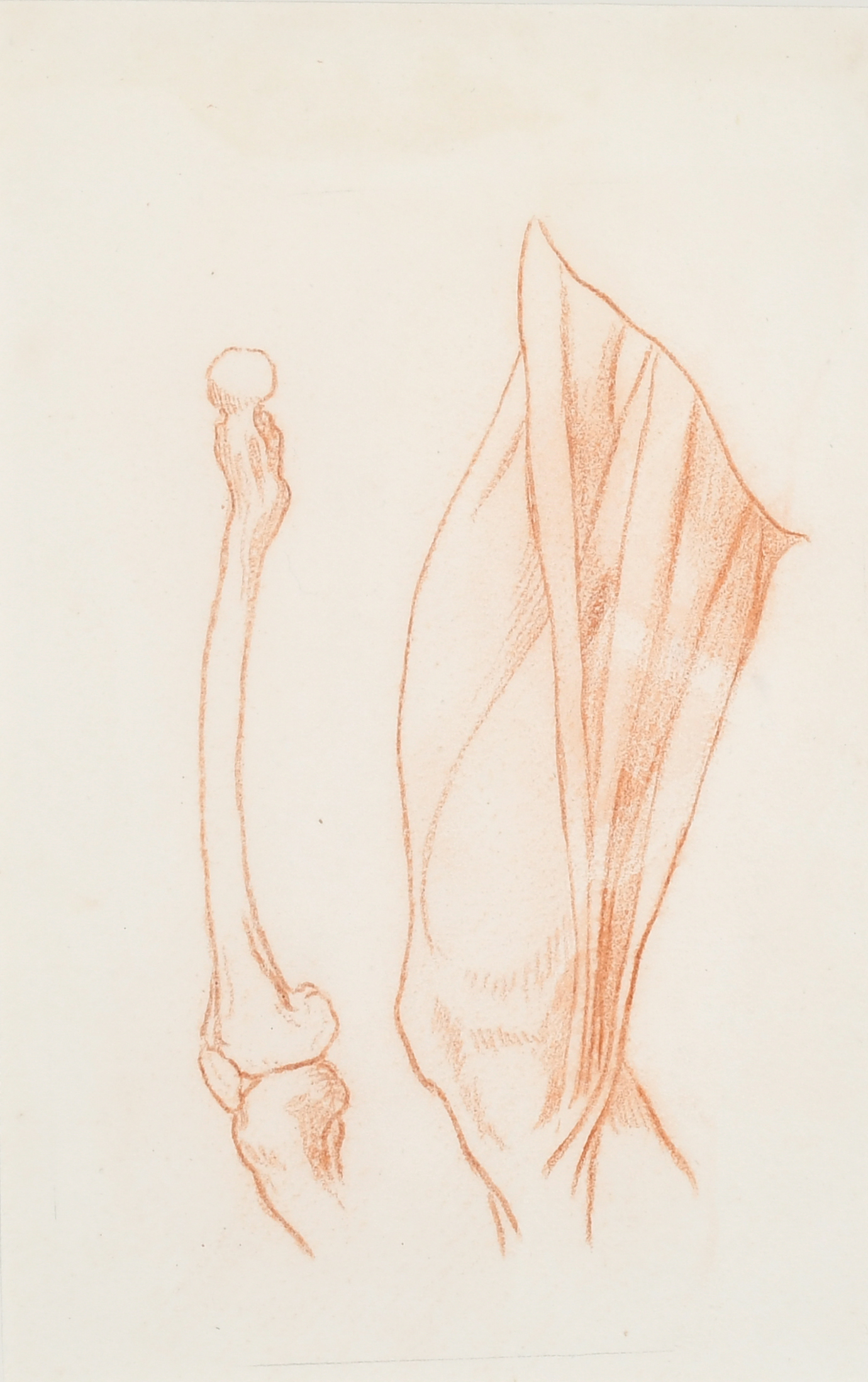 18th Century European School. Study of a Femur, Red Chalk, 9.75" x 6.75" (24.8 x 17.1cm) and three - Image 3 of 9