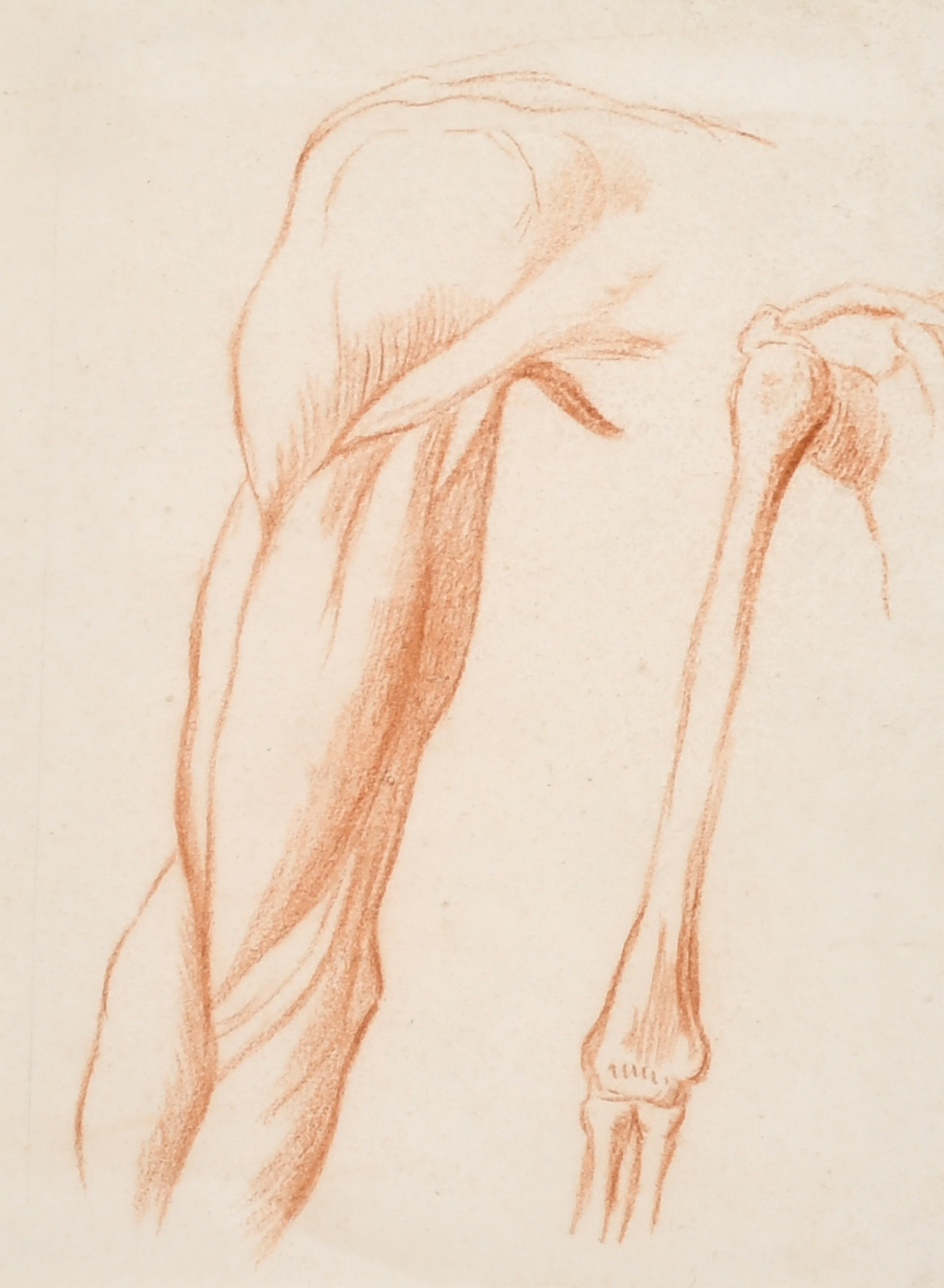 18th Century European School. Study of a Femur, Red Chalk, 9.75" x 6.75" (24.8 x 17.1cm) and three - Image 2 of 9