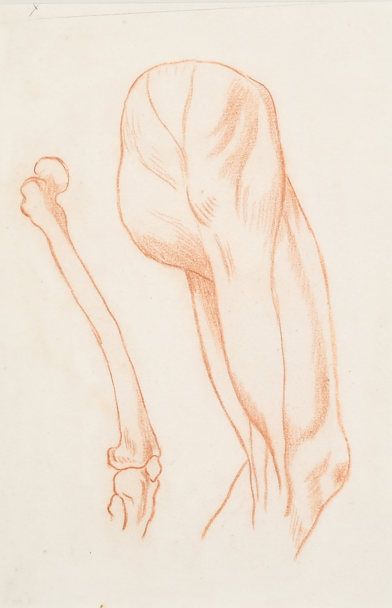 18th Century European School. Study of a Femur, Red Chalk, 9.75" x 6.75" (24.8 x 17.1cm) and three