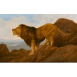 Sidney Berridge (19th-20th Century) British. Study of a Lion on a Hilltop, Oil on Canvas, Signed,