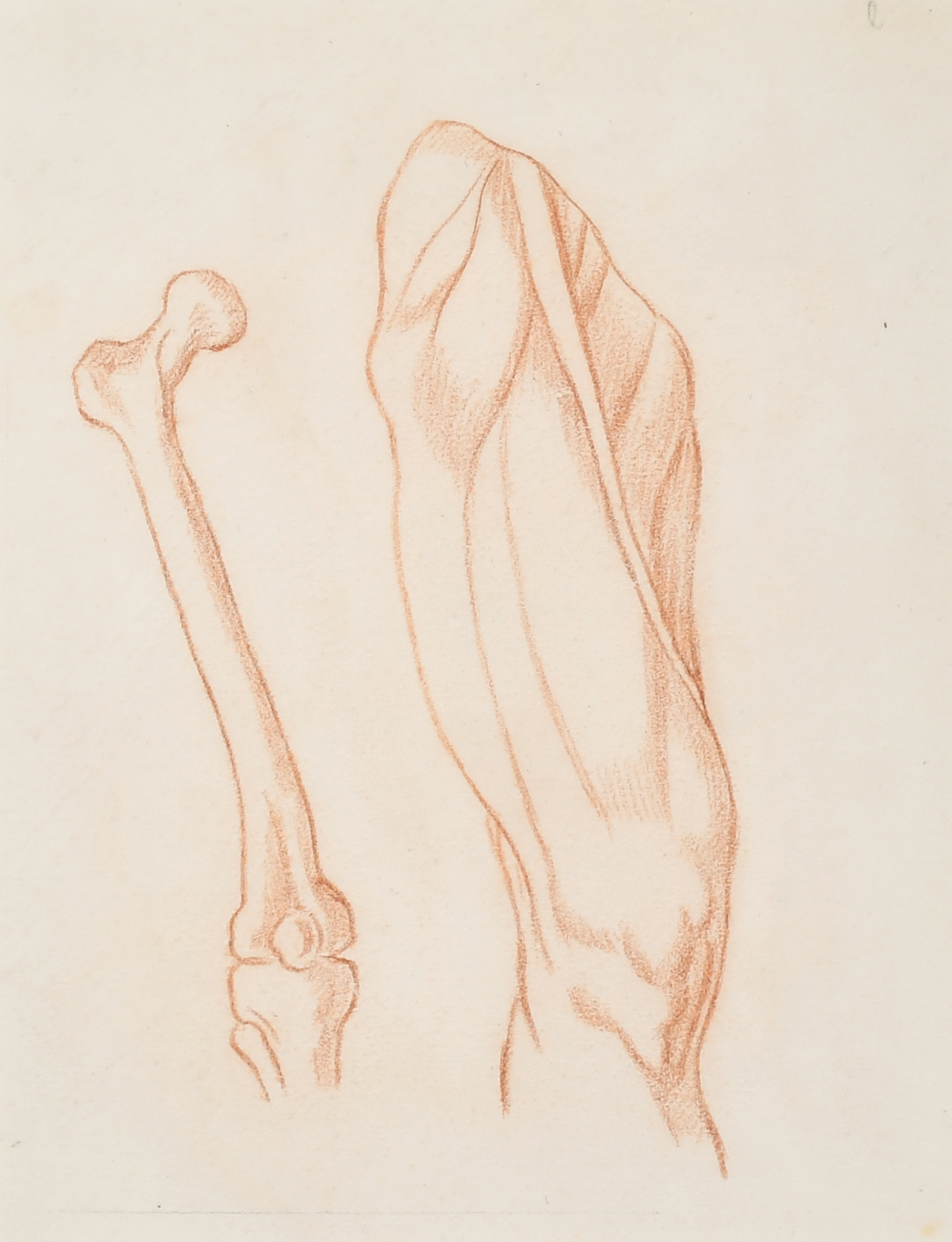 18th Century European School. Study of a Femur, Red Chalk, 9.75" x 6.75" (24.8 x 17.1cm) and three - Image 4 of 9