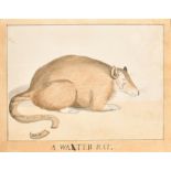 19th Century English School. "A Wa(l)ter Rat", with a Secondary Head of a Man, Watercolour, Pencil