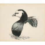 Peter Markham Scott (1909-1989) British. "Barnacle Goose", Indian Ink, Signed and Dated 1976, and