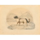 19th Century English School. A Dog in a Highland Landscape, Watercolour and Pencil, Indistinctly