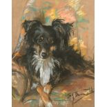 S. J. Burnett (20th Century) British. A Collie seated in a Chair, Pastel, Signed, 17" x 13.5" (43.