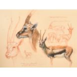 Bryan Hanlon (1956- ) British. "Thompson's Gazelle", Pastel, Signed and inscribed, and inscribed