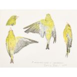 Tony Foster (1946- ) British. "Greenfinch Found at Tywardreath", Watercolour, Signed, inscribed