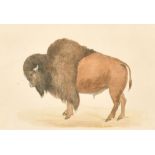 19th Century English School. 'The Bison' (Bos Americanus), Watercolour, Inscribed on a label