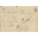 19th Century English School. A Study of Pigs, Pencil, Inscribed on a label verso, 10.5" x 15.75" (