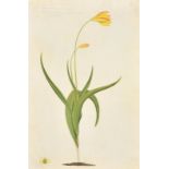 Colonel Thomas Davies of Blackheath (c.1737-1812) British. "Tulipa Graniana", Watercolour on vellum,