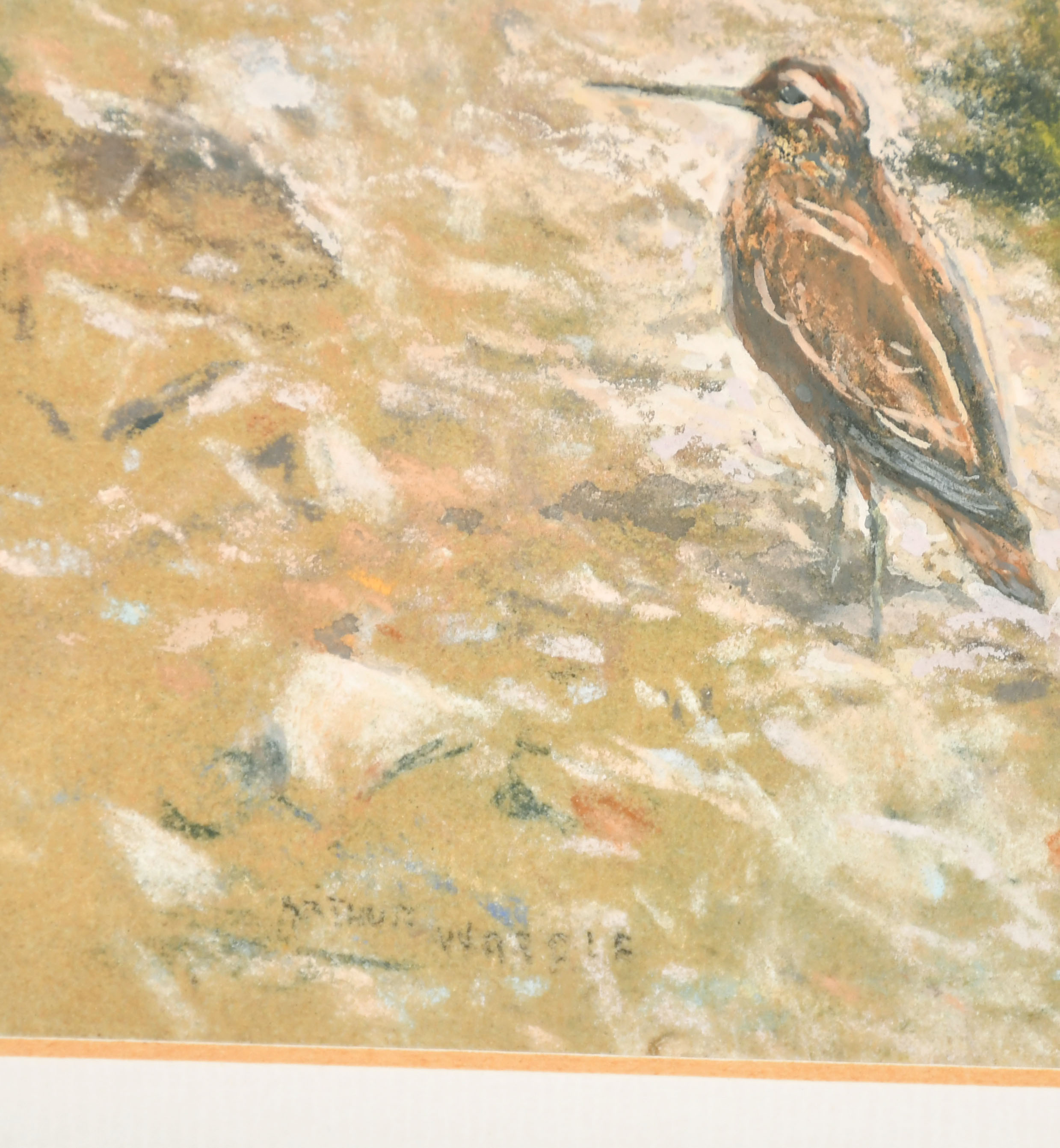 Arthur Wardle (1864-1949) British. A Snipe on a Riverbank, Chalk, Signed, 8.25" x 11" (21 x 27.9cm) - Image 3 of 4