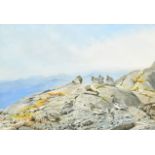 George Edward Lodge (1860-1954) British. Ptarmigan on a Rocky Hilltop, Watercolour, Signed, 11" x