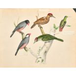 19th Century English School. Study of Birds, Watercolour (cut outs), Signed with initials GMB,