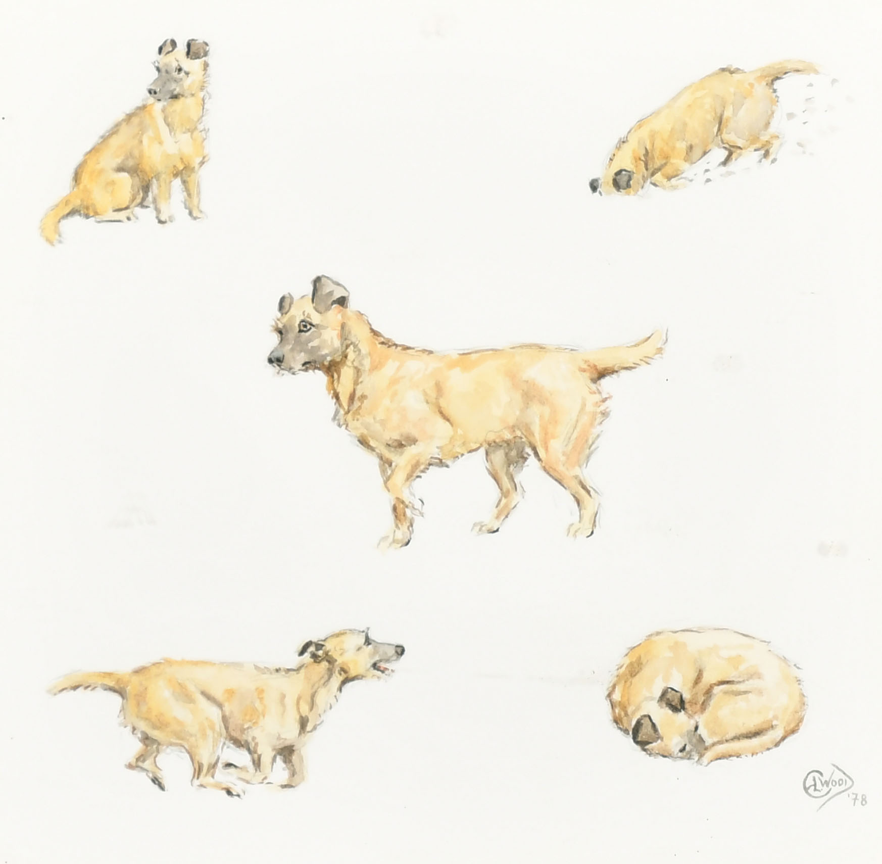 E L Wood (20th Century) British. Terrier Studies, Watercolour and pencil, Signed and dated '78, 9" x