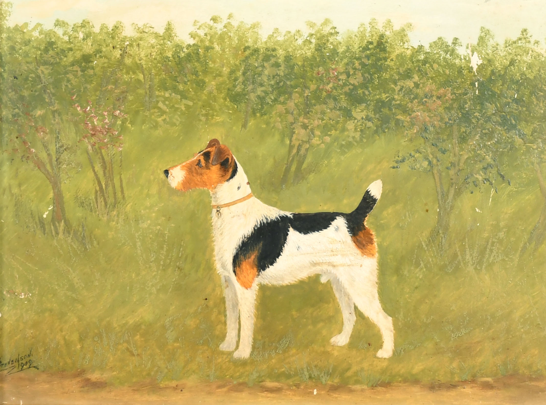 A. Stevenson (19th-20th Century) British. A Fox Terrier, Oil on board, Signed and dated 1909, 9" x