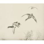 Winifred Austen (1876-1964) British. "Mallard in Flight", Etching, Signed in pencil, 8.75" x 10.