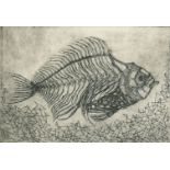 Isobel Ellis (20th Century) British. "Fossilised Fish", Etching, Signed and numbered 2/4 in