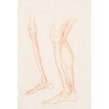 18th Century European School. Study of Leg Muscle and Bone Structure, Red Chalk, 11.5" x 8" (29.5