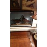 Large Taxidermy Scottish Grouse Birds in Display case 74 cm x 50cm x 20cm .