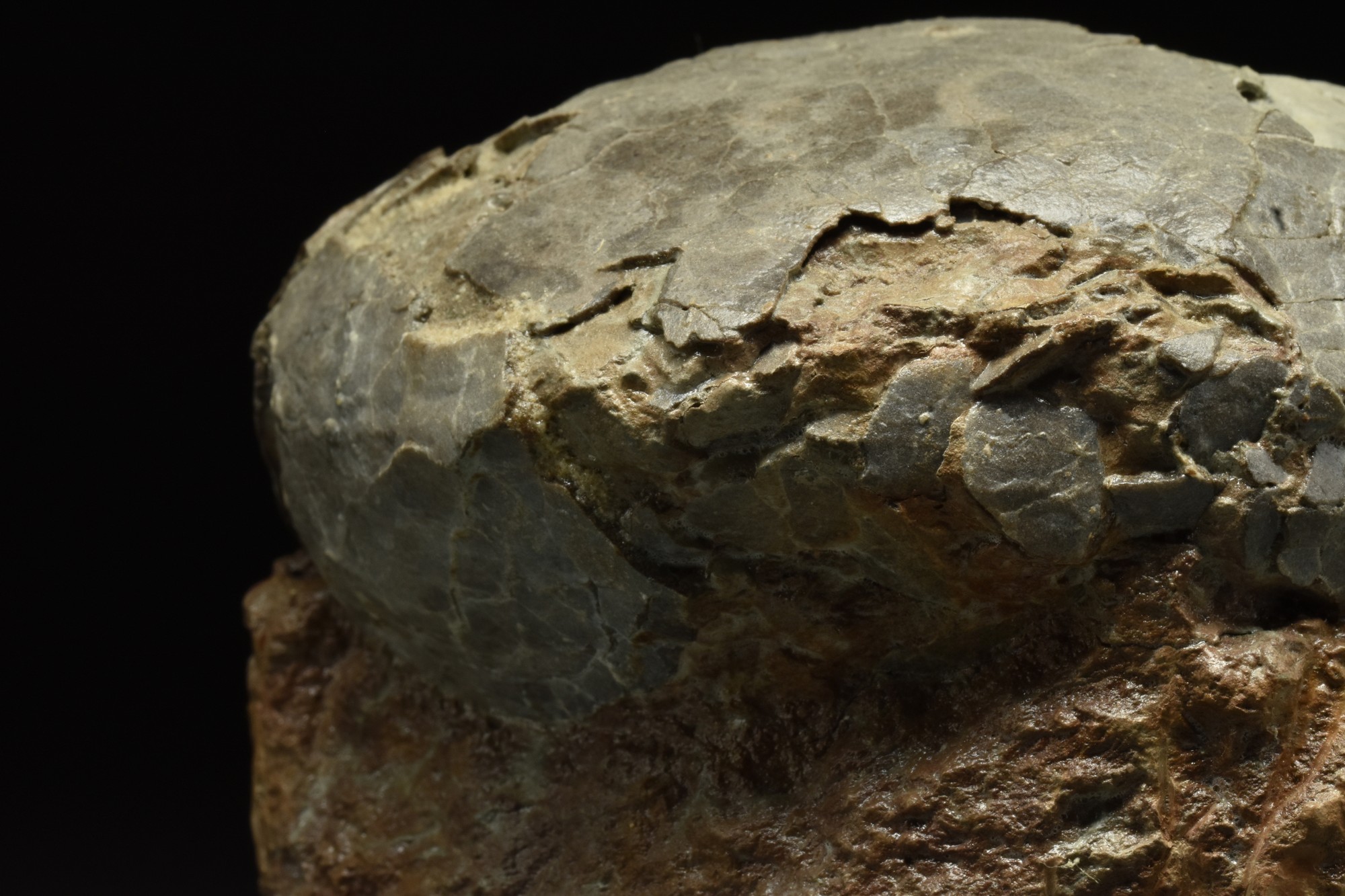 DINOSAUR EGG FOSSIL - Image 5 of 6