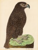 Schwarzer Adler