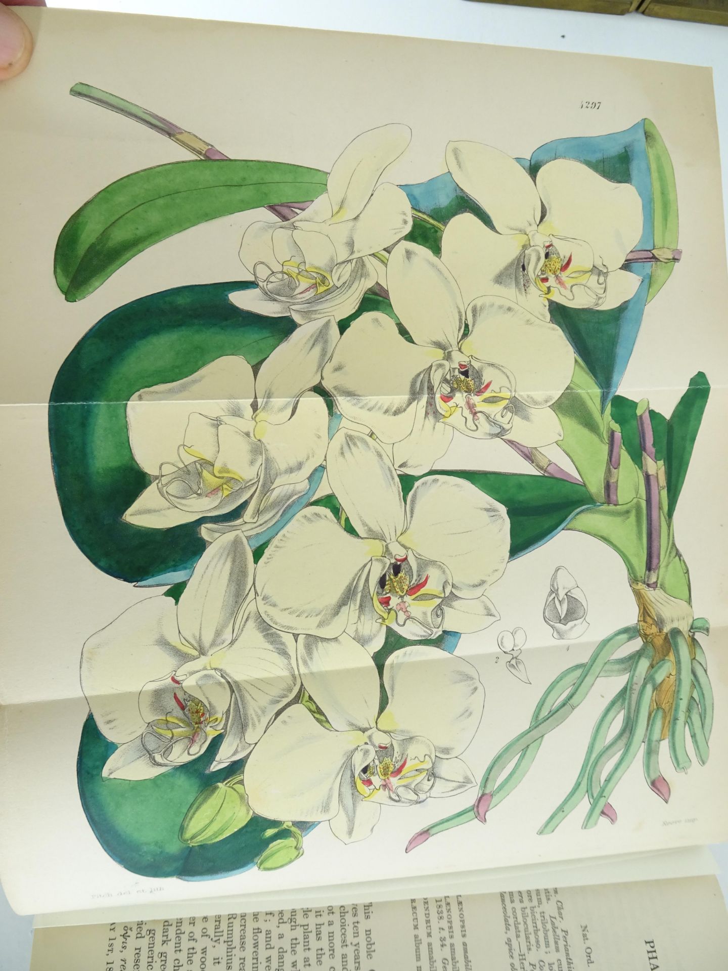 |Orchidaceae|"Monographs from the Third Series of Curtis's Botanical Magazine" - Bild 10 aus 14