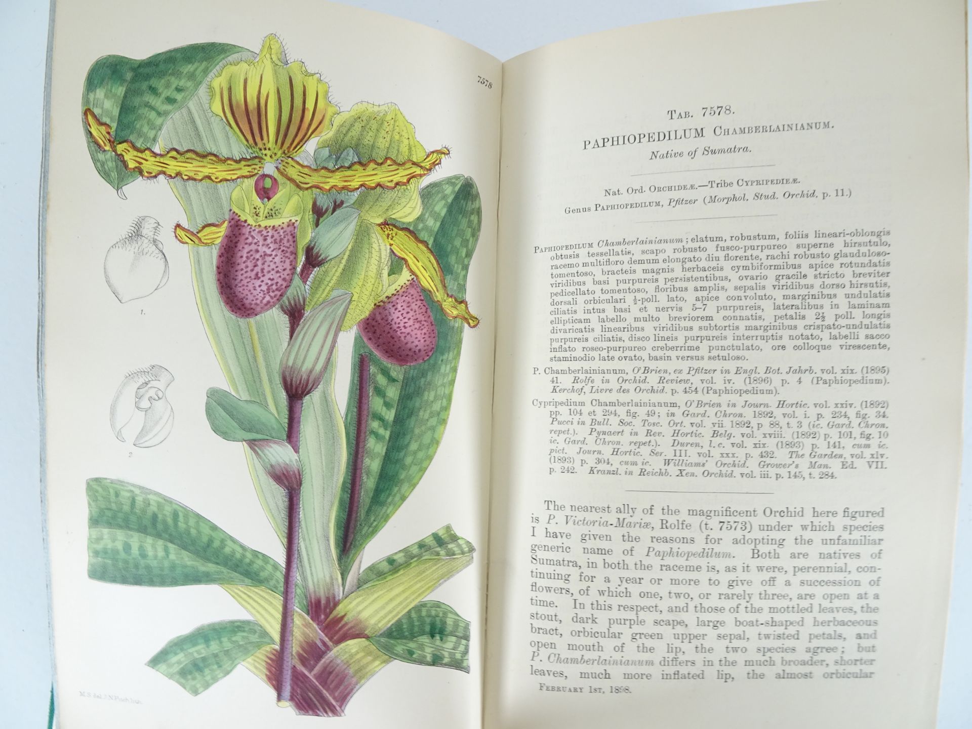 |Orchidaceae|"Monographs from the Third Series of Curtis's Botanical Magazine" - Bild 5 aus 14