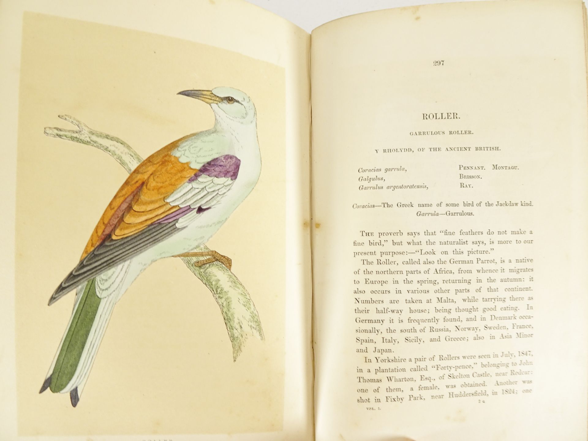 |Birds| Morris F.O., "A history of British birds" - first edition, 1851-1857 - Bild 9 aus 10