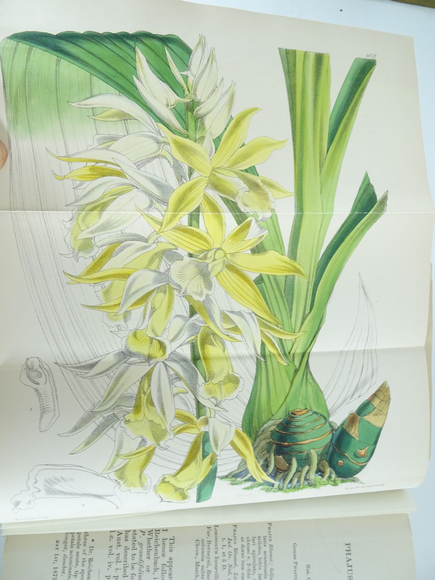 |Orchidaceae|"Monographs from the Third Series of Curtis's Botanical Magazine" - Bild 9 aus 14