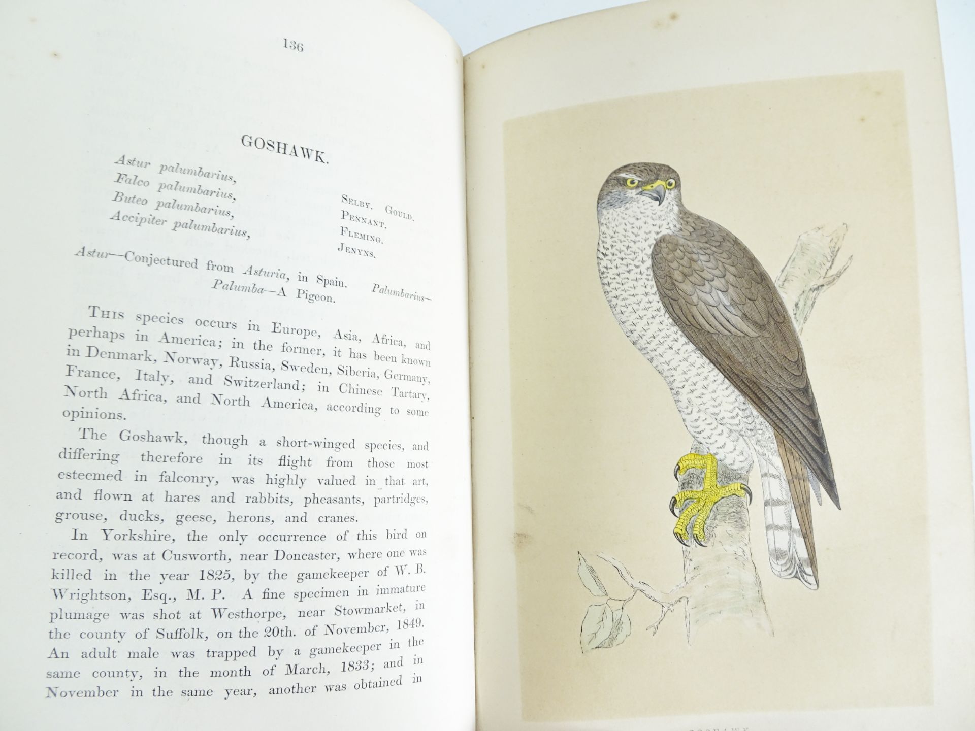 |Birds| Morris F.O., "A history of British birds" - first edition, 1851-1857 - Bild 4 aus 10