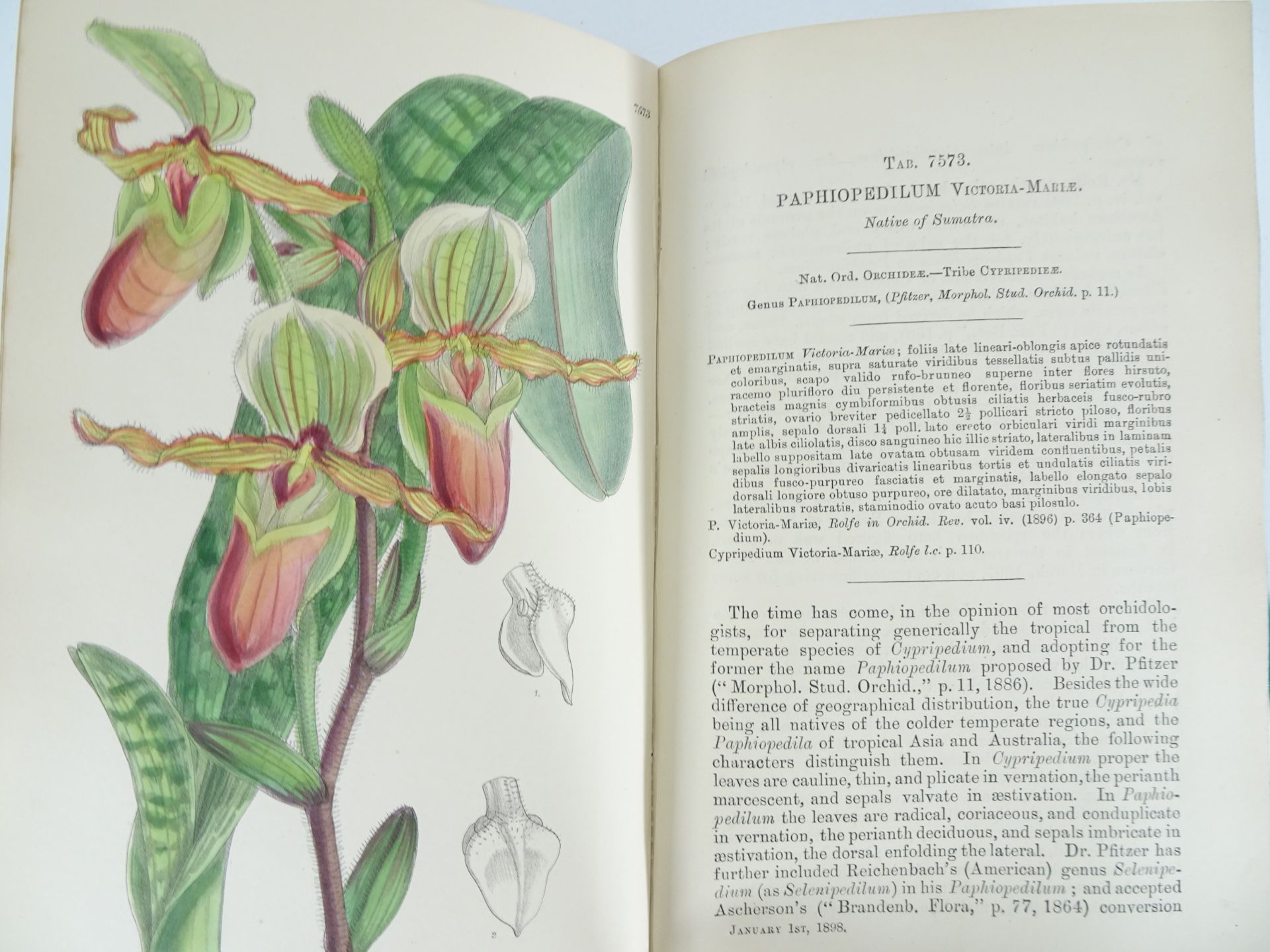 |Orchidaceae|"Monographs from the Third Series of Curtis's Botanical Magazine" - Bild 6 aus 14