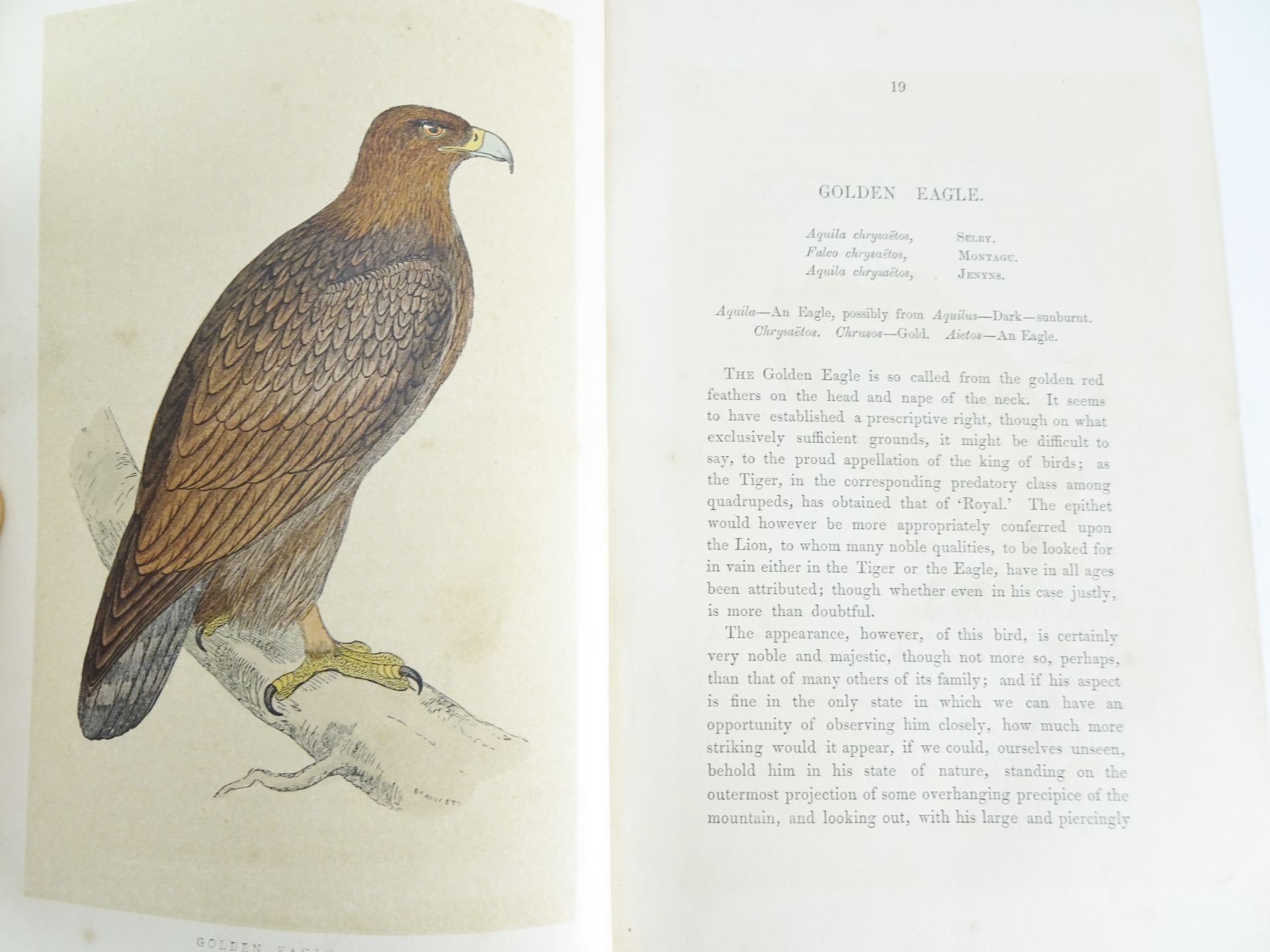 |Birds| Morris F.O., "A history of British birds" - first edition, 1851-1857 - Bild 3 aus 10