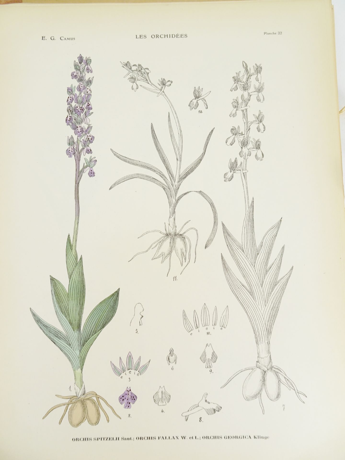 |Orchidaceae| Camus E.G., "Iconographie des Orchidées d'Europe et du Bassin Méditerranéen", 1921 - Bild 8 aus 14
