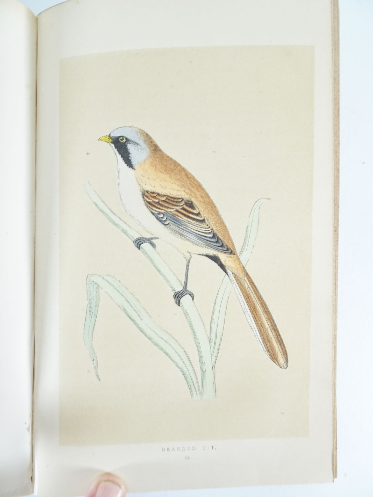 |Birds| Morris F.O., "A history of British birds" - first edition, 1851-1857 - Bild 7 aus 10