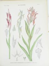 |Orchidaceae| Camus E.G., "Iconographie des Orchidées d'Europe et du Bassin Méditerranéen", 1921