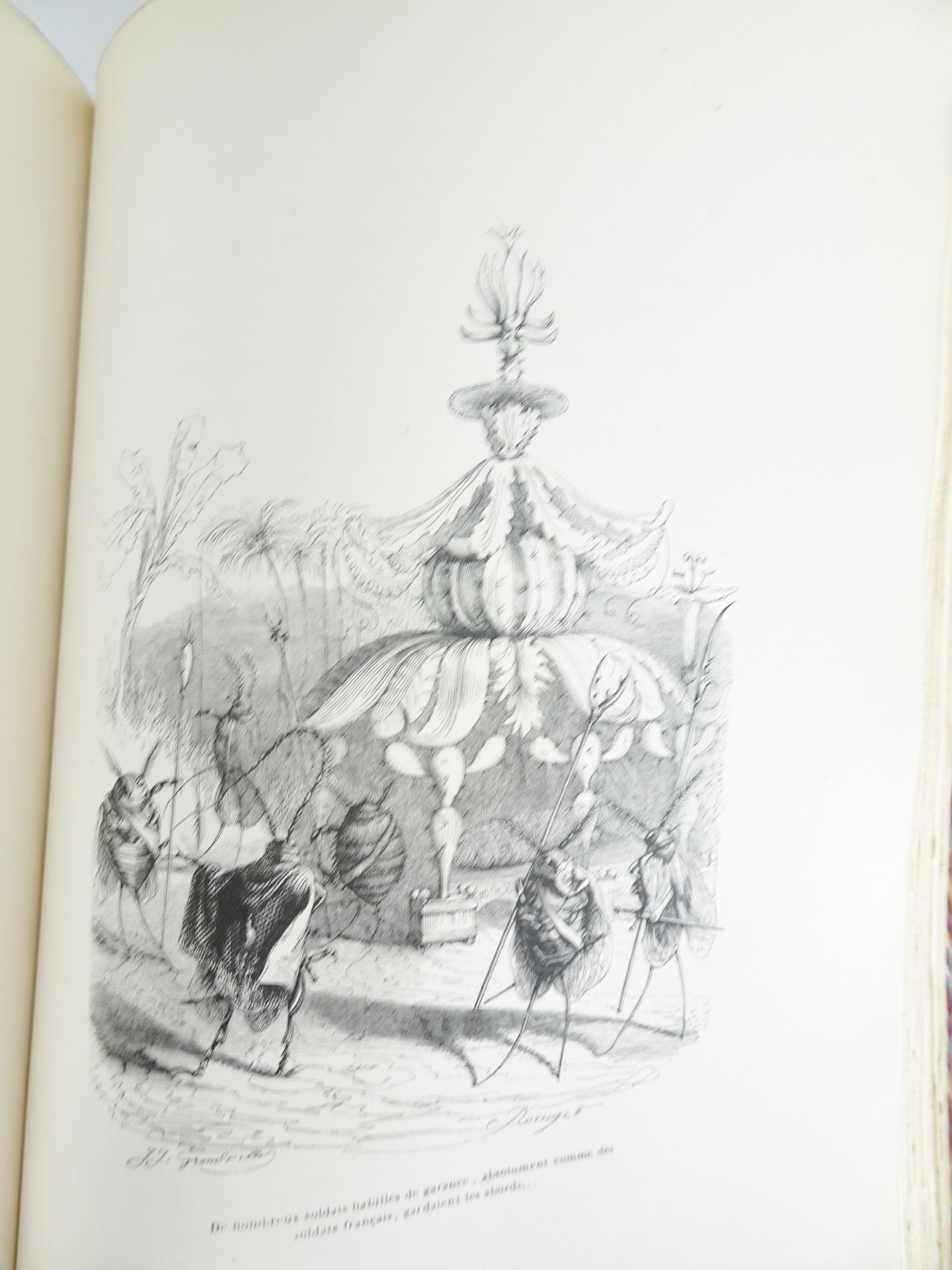 |Illustré| Grandville, "Scènes de la vie privée et publique des animaux", 1842 - Bild 18 aus 19