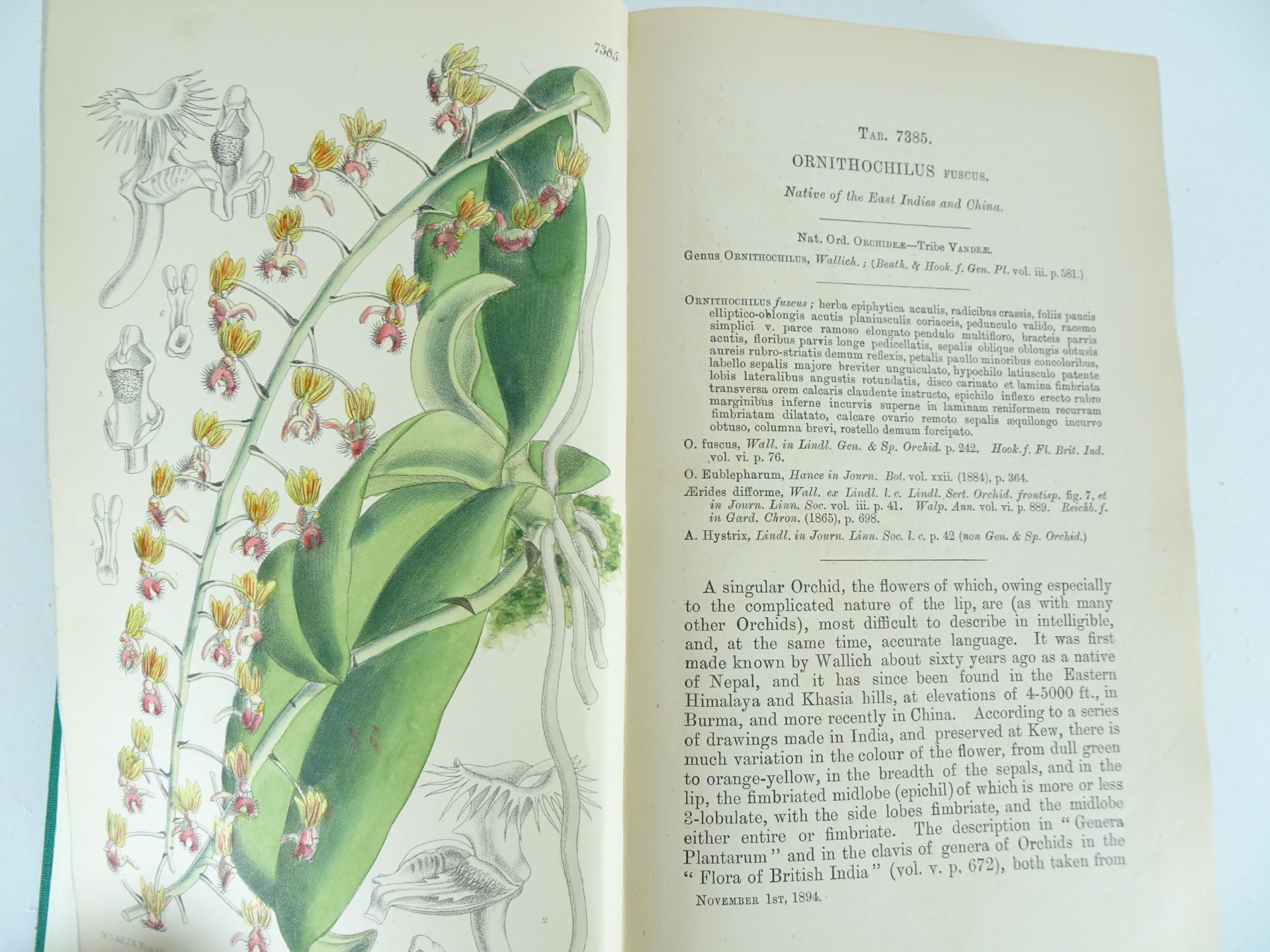 |Orchidaceae|"Monographs from the Third Series of Curtis's Botanical Magazine" - Bild 2 aus 14