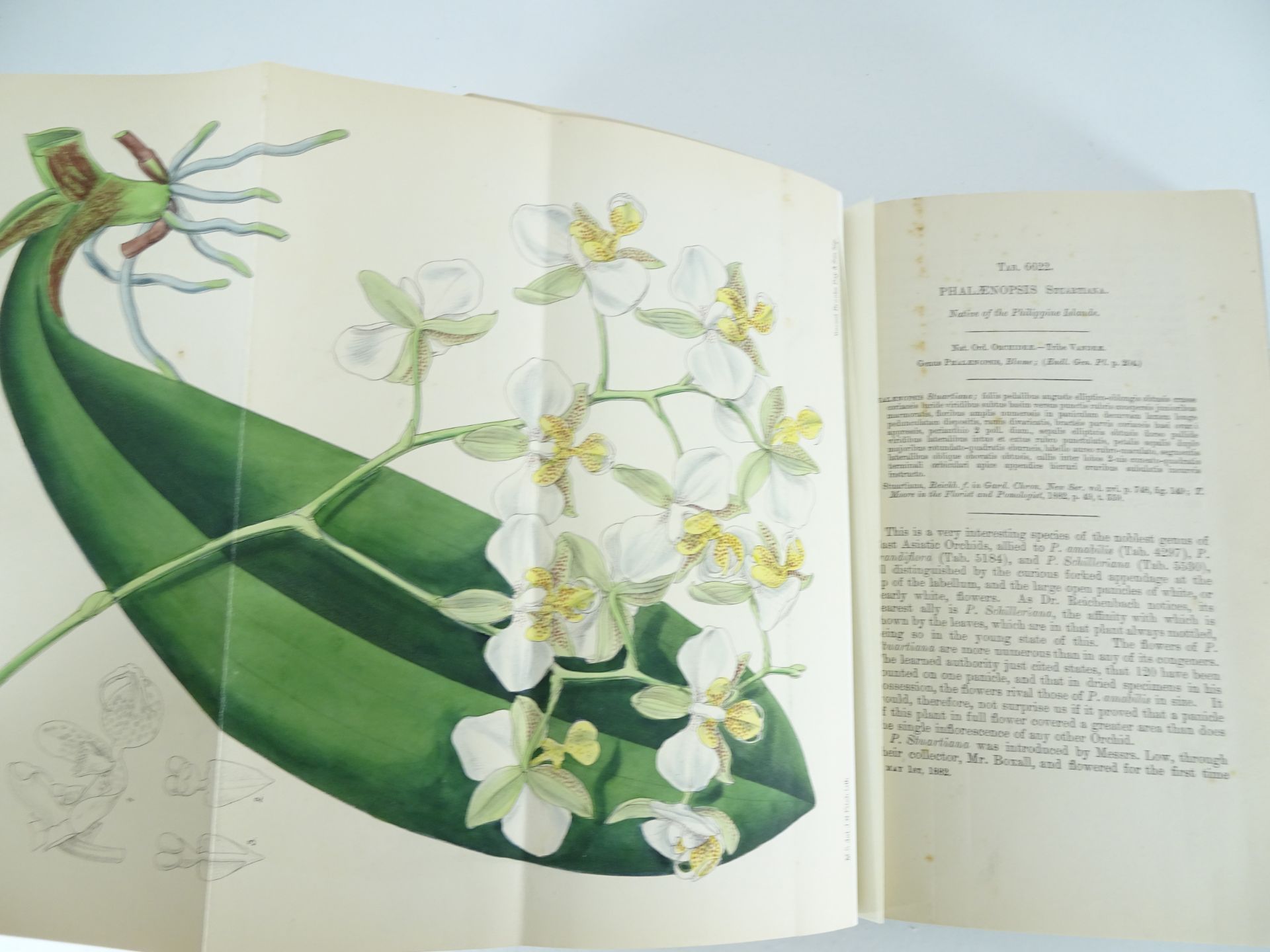 |Orchidaceae|"Monographs from the Third Series of Curtis's Botanical Magazine" - Bild 13 aus 14